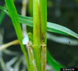 panicle rice mite